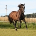 Der 33-j&auml;hrige Welsh-Cob "Kl�tzchen"